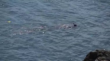 Su altı fotoğrafçılığı için dalmadan önce deniz yüzeyinde yüzen dalgıç - 1111