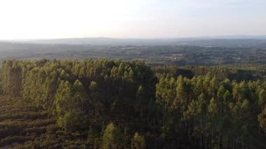 Galiçya 'daki Okaliptüs Ormanları Üzerinde Yaz Günbatımının Hava Aracı Görünümü - 1326