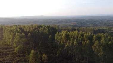 Galiçya 'daki Okaliptüs Ormanlarının Sağdan Soluna Hava Aracı Görünümü - 1327 Yaz Günbatımı