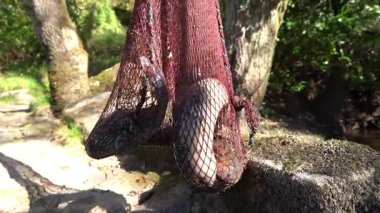 Lampreys Pesqueiras 'da yakalandı Ulla Nehri, Galiçya, İspanya - 1430