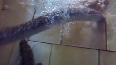 Lampreys in Depuration Pool for Processing, River Ulla, Galicia, İspanya - 1446