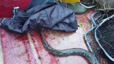 Lamprey, İspanya 'nın başkenti Galiçya' da bulunan Ulla Nehri 'nde Geleneksel Balıkçılık Tuzakları (Nasas) kullanarak Tekneye Yakalandı