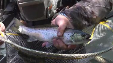 Balıkçının Elindeki Alabalık (Salmo trutta) Landing Net 'te Yakaladıktan Sonra - 1669
