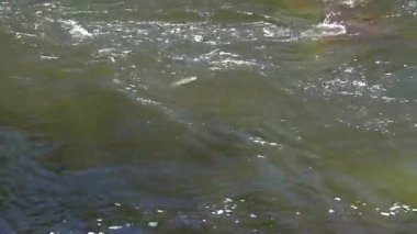 Avrupa Kahverengi Alabalık (Salmo trutta fario) Nehirde Mücadele Ediyor - 1674