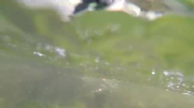 Bir Balıkçının Elinin Sualtı Çekimi Bir Alabalık Serbest Bırakıyor - 1679