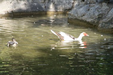 Bir Muscovy ördeği sakin bir göletin yüzeyinde süzülür, sakin sulardaki güneş ışığını yansıtırken, kayalar sakin doğal ortamı çerçeveler..