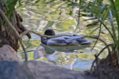 Bir Muscovy ördeği sakin bir göletin yüzeyinde süzülür, sakin sulardaki güneş ışığını yansıtırken, kayalar sakin doğal ortamı çerçeveler..