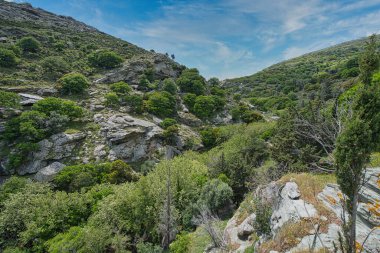Andros Adası, Greec 'teki sakin bir orman manzarasında, kayalık akarsuların üzerinde yoğun yeşil ağaçlar.