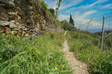 Çiçeklerin açtığı dağ yolu ve Andros Adası 'nın yemyeşil manzarasında kurumuş taş duvarlar.