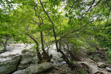Andros Adası, Greec 'teki sakin bir orman manzarasında, kayalık akarsuların üzerinde yoğun yeşil ağaçlar.