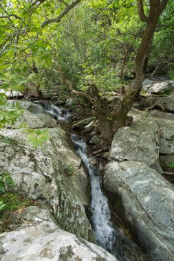 Andros Adası, Greec 'teki sakin bir orman manzarasında, kayalık akarsuların üzerinde yoğun yeşil ağaçlar.