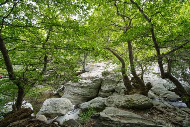 Andros Adası, Greec 'teki sakin bir orman manzarasında, kayalık akarsuların üzerinde yoğun yeşil ağaçlar.