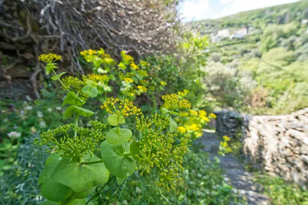 Çiçeklerin açtığı dağ yolu ve Andros Adası 'nın yemyeşil manzarasında kurumuş taş duvarlar.