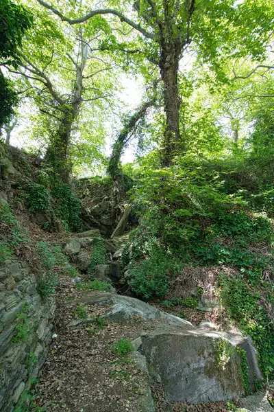 Andros Adası, Greec 'teki sakin bir orman manzarasında, kayalık akarsuların üzerinde yoğun yeşil ağaçlar.