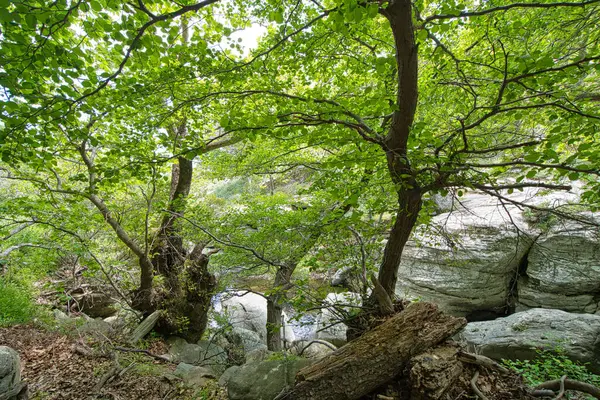 Andros Adası, Greec 'teki sakin bir orman manzarasında, kayalık akarsuların üzerinde yoğun yeşil ağaçlar.