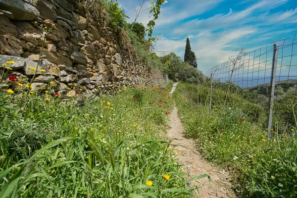 Çiçeklerin açtığı dağ yolu ve Andros Adası 'nın yemyeşil manzarasında kurumuş taş duvarlar.