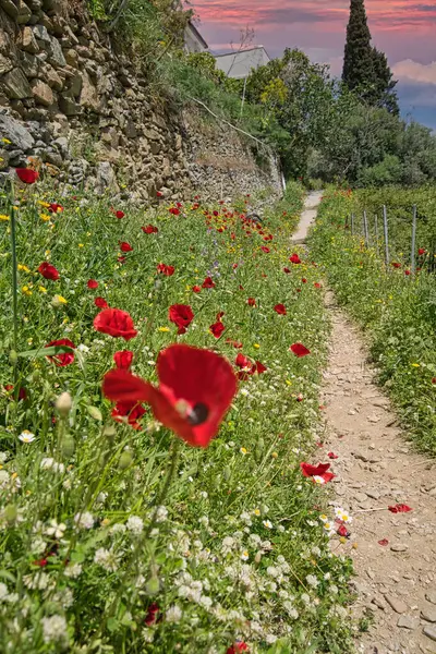 Çiçeklerin açtığı dağ yolu ve Andros Adası 'nın yemyeşil manzarasında kurumuş taş duvarlar.