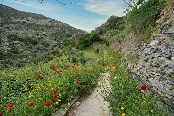 Çiçeklerin açtığı dağ yolu ve Andros Adası 'nın yemyeşil manzarasında kurumuş taş duvarlar.