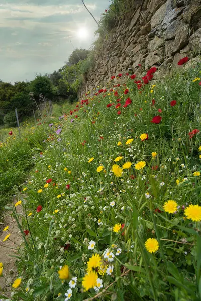 Çiçeklerin açtığı dağ yolu ve Andros Adası 'nın yemyeşil manzarasında kurumuş taş duvarlar.