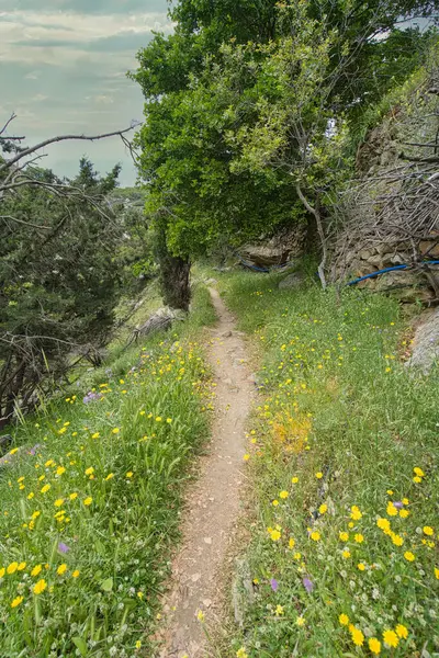 Çiçeklerin açtığı dağ yolu ve Andros Adası 'nın yemyeşil manzarasında kurumuş taş duvarlar.
