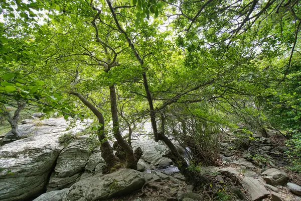 Andros Adası, Greec 'teki sakin bir orman manzarasında, kayalık akarsuların üzerinde yoğun yeşil ağaçlar.