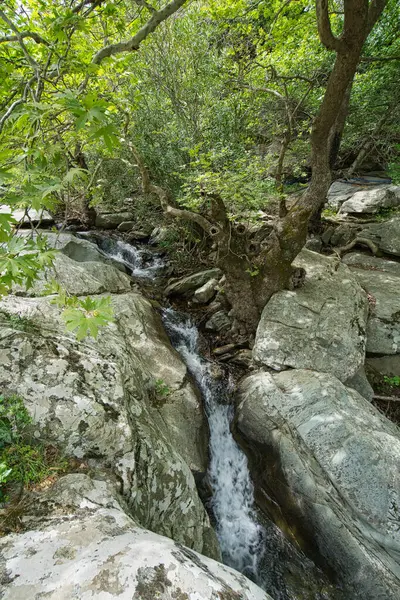 Andros Adası, Greec 'teki sakin bir orman manzarasında, kayalık akarsuların üzerinde yoğun yeşil ağaçlar.