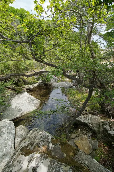 Andros Adası, Greec 'teki sakin bir orman manzarasında, kayalık akarsuların üzerinde yoğun yeşil ağaçlar.