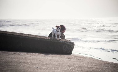 200 yıl önce tilki avlamak için İngiltere 'de geliştirilen Jack Russell Terrier, Parson Russell Terrier olarak da bilinir, canlı, bağımsız ve zeki bir köpektir. Gururlu renkli köpekleri dene.