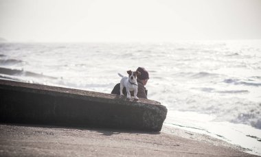 200 yıl önce tilki avlamak için İngiltere 'de geliştirilen Jack Russell Terrier, Parson Russell Terrier olarak da bilinir, canlı, bağımsız ve zeki bir köpektir. Gururlu renkli köpekleri dene.