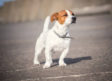 200 yıl önce tilki avlamak için İngiltere 'de geliştirilen Jack Russell Terrier, Parson Russell Terrier olarak da bilinir, canlı, bağımsız ve zeki bir köpektir. Gururlu renkli köpekleri dene.