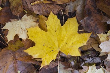 Soğuk ve nemli bir ortamda yukarıdan güzel sarı sonbahar yaprakları. Sıcak tonlar ve sonbahar havası. Çıtır çıtır sarı yapraklar..