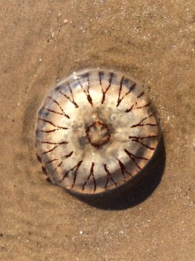 A washed up giant jelly fish aquatic sea creature, stranded and beached on a sunny beach setting. Transparent sea creatures ecology and translucent jellies. Dead animals marooned.                              clipart