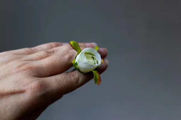 An artificial small white rose in a womans hand. Concept of wedding, love and spring. Human hand holding fake artificial white roses isolated on gray background to symbolize love in valentines day