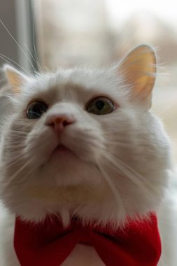 Kırmızı papyonlu, farklı gözlü, beyaz bir Türk Angora kedisi. Mavi ve sarı gözlü beyaz bir kedi oturuyor. Farklı renkte gözleri olan beyaz bir kedi. Sevimli evcil hayvanlar, heterokromi. Yüksek kalite