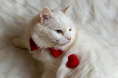 Kırmızı papyonlu, farklı gözlü, beyaz bir Türk Angora kedisi. Mavi ve sarı gözlü beyaz bir kedi oturuyor. Farklı renkte gözleri olan beyaz bir kedi. Sevimli evcil hayvanlar, heterokromi. Yüksek kalite