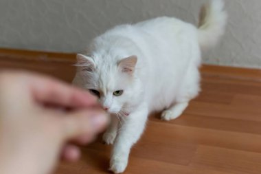 Kırmızı papyonlu, farklı gözlü, beyaz bir Türk Angora kedisi. Mavi ve sarı gözlü beyaz bir kedi oturuyor. Farklı renkte gözleri olan beyaz bir kedi. Sevimli evcil hayvanlar, heterokromi. Yüksek kalite