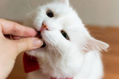 Kırmızı papyonlu, farklı gözlü, beyaz bir Türk Angora kedisi. Mavi ve sarı gözlü beyaz bir kedi oturuyor. Farklı renkte gözleri olan beyaz bir kedi. Sevimli evcil hayvanlar, heterokromi. Yüksek kalite
