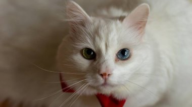 Kırmızı papyonlu, farklı gözlü, beyaz bir Türk Angora kedisi. Mavi ve sarı gözlü beyaz bir kedi oturuyor. Farklı renkte gözleri olan beyaz bir kedi. Sevimli evcil hayvanlar, heterokromi. Yüksek kalite