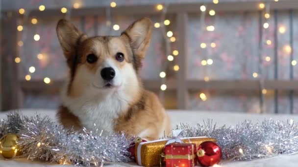 科吉犬 带着礼物和圣诞装饰品 靠着花环灯的背景 新年和圣诞节的概念 等着放假 — 图库视频影像