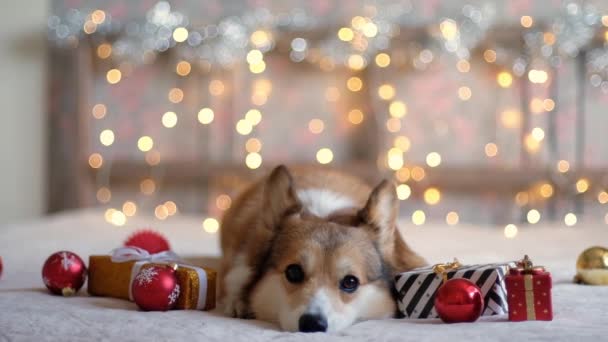 Corgi Pies Prezentów Dekoracji Świątecznych Tle Światła Girlandy Koncepcja Noworoczna — Wideo stockowe