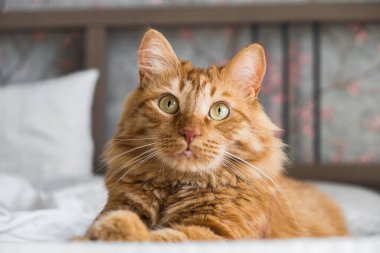 Ginger tabby cat lies on the bed in soft morning light, paw folded. Beautiful cozy cat. Home pets 