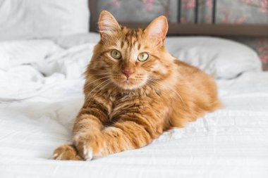 Ginger tabby cat lies on the bed in soft morning light, paw folded. Beautiful cozy cat. Home pets 