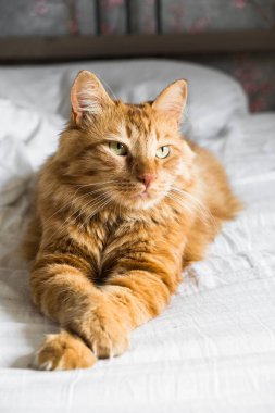 Ginger tabby cat lies on the bed in soft morning light, paw folded. Beautiful cozy cat. Home pets 
