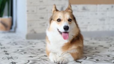 Happy Pembroke welsh corgi dog lies on the floor at home. Happy pets.