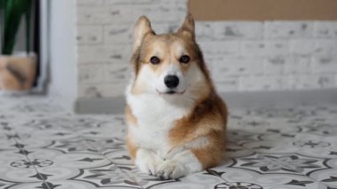 Happy Pembroke welsh corgi dog lies on the floor at home. Happy pets.