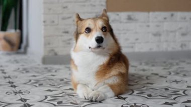 Happy Pembroke welsh corgi dog lies on the floor at home. Happy pets.