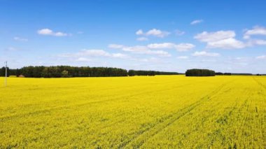 Blooming rapeseed field with blue sky and clouds. Aerial drone view, birds eye view. The wind flutters the yellow rapeseed flowers. Rich harvest of blooming yellow rapeseed on a sunny day. 