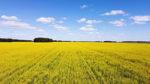 Blooming Rapeseed Field Blue Sky Clouds Aerial Drone View Birds — Wideo stockowe