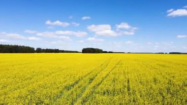 Blooming rapeseed field with blue sky and clouds. Aerial drone view, birds eye view. The wind flutters the yellow rapeseed flowers. Rich harvest of blooming yellow rapeseed on a sunny day. 