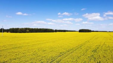 Blooming rapeseed field with blue sky and clouds. Aerial drone view, birds eye view. The wind flutters the yellow rapeseed flowers. Rich harvest of blooming yellow rapeseed on a sunny day. 